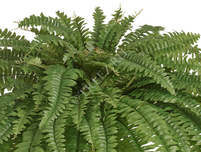 Папоротник Бостон Новый свисающий Лардж фото