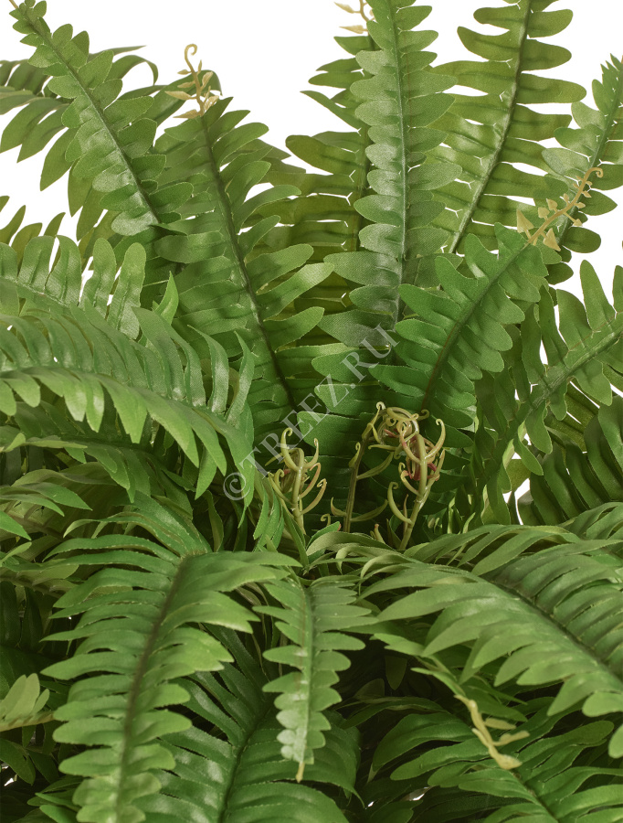 Папоротник Бостон Новый свисающий Биг фото
