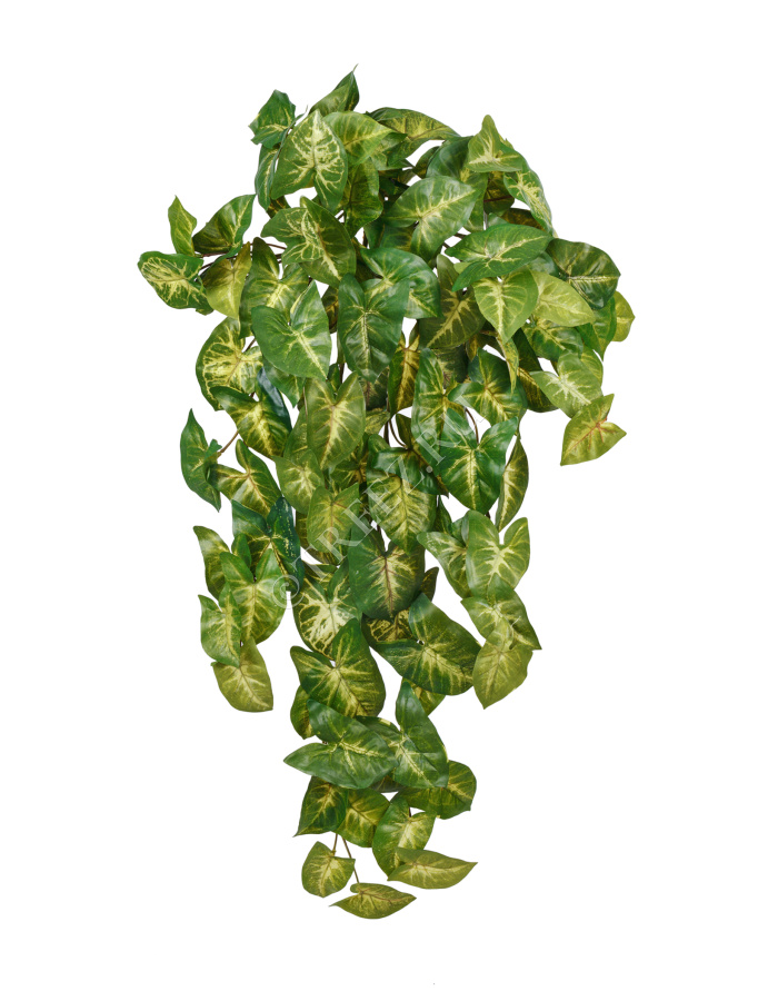 Сингониум ампельный куст фото