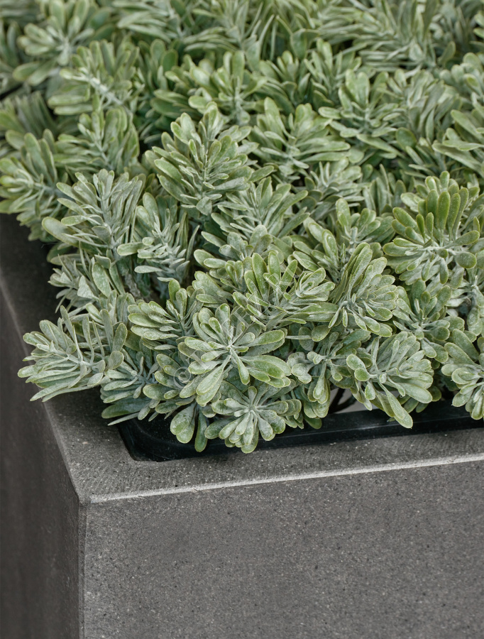 Дасти Миллер куст серо-зелёный припылённый фото