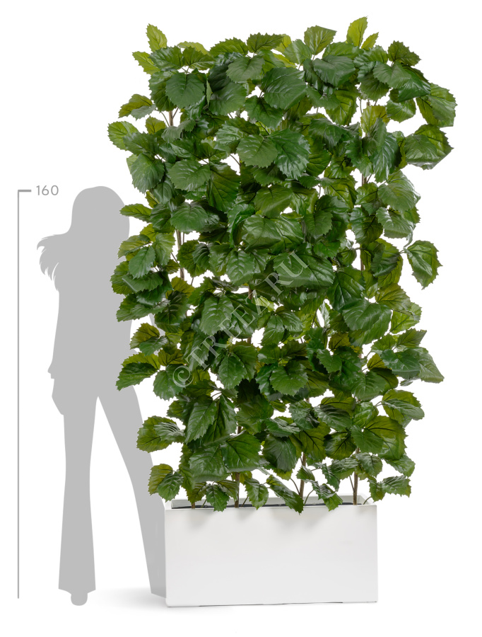 Тетрастигма ветвь де Люкс интерьерная (с крепежным элементом) фото