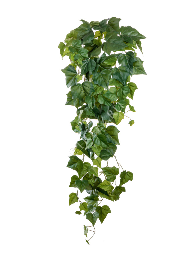 Английский плющ крупнолистный фото