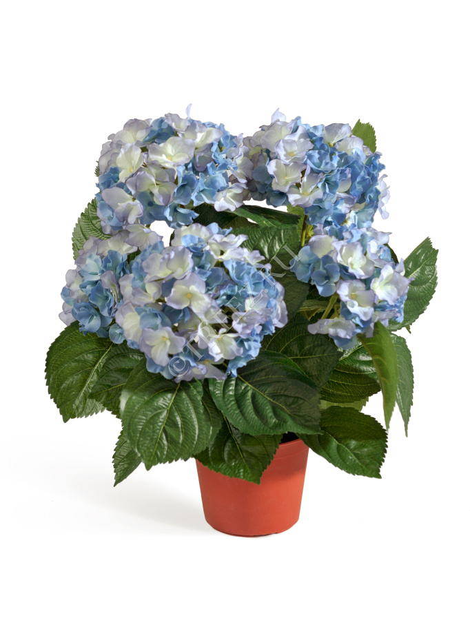 Гортензия куст тёмно-голубой в горшке фото