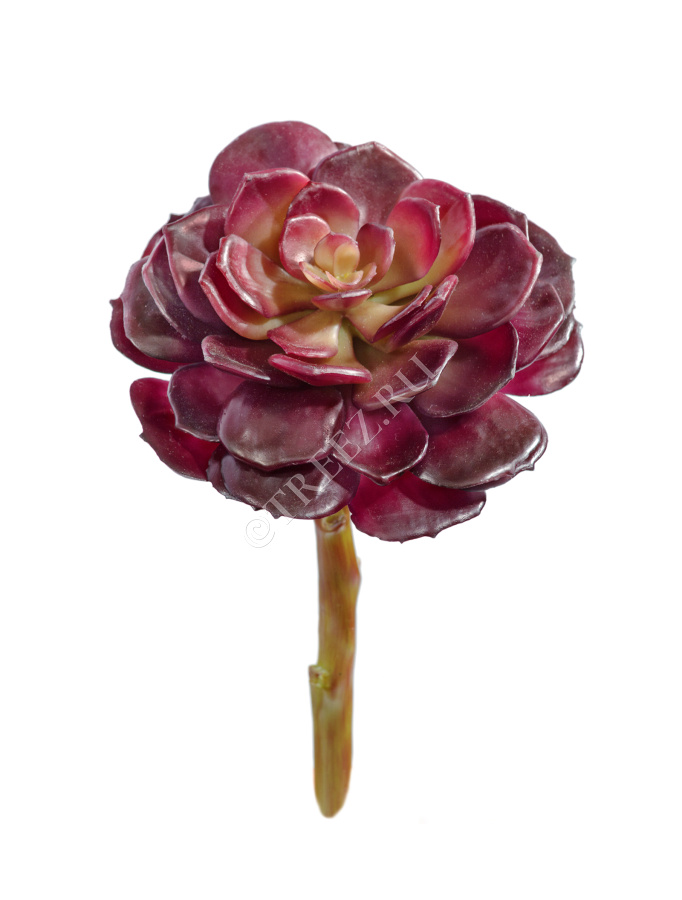 Суккулент Эхеверия бордо розетка фото