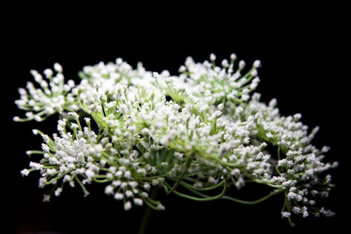 Анна королевская белая фото