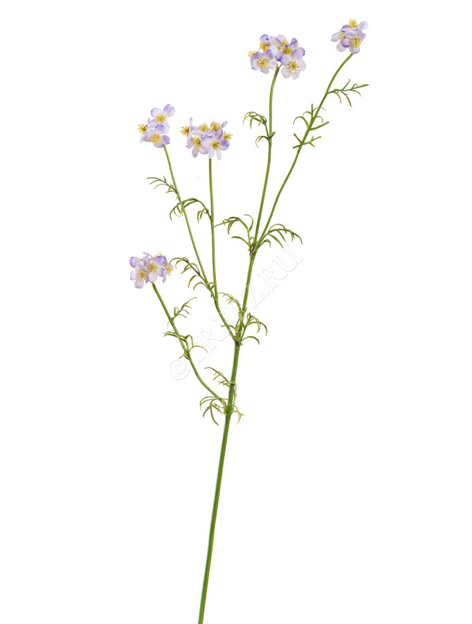 Ранункулюс Полевой нежно-розово-сиреневый фото