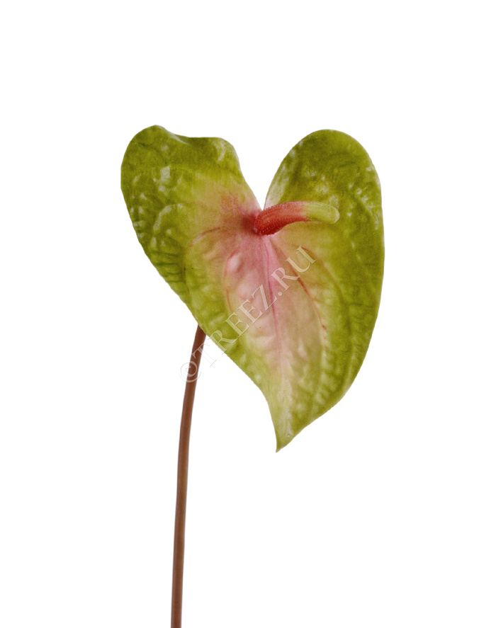 Антуриум Макс св.зелёный с розовым фото