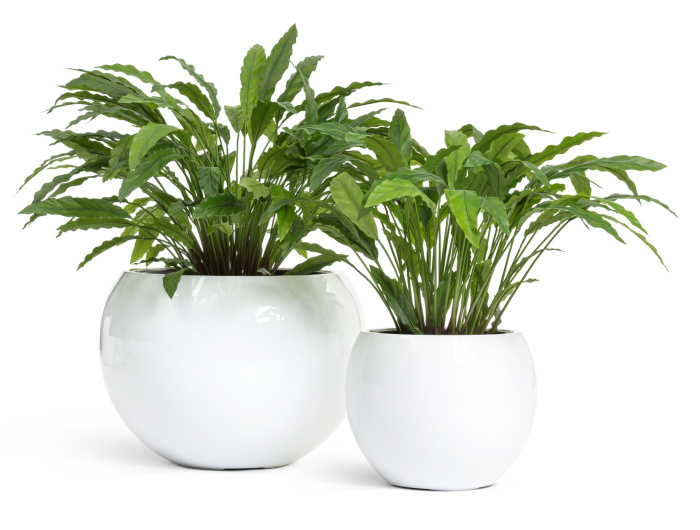 Сет № 3 - Калатеи в кашпо Treez Effectory Полусфера Белый глянц.лак фото