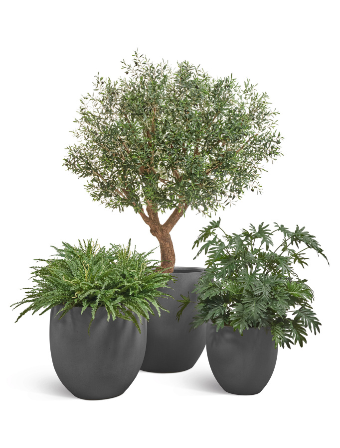Сет № 8 - Композиция с Оливковым деревом в кашпо Treez Effectory Beton округлый конус фото