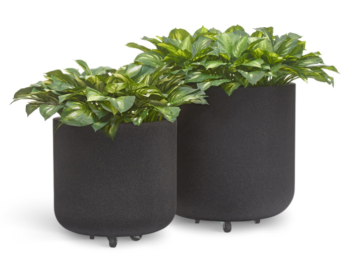 Сет № 37 - Хосты в кашпо Treez Ergo Hard Rock Цилиндрическая чаша на колёсиках фото