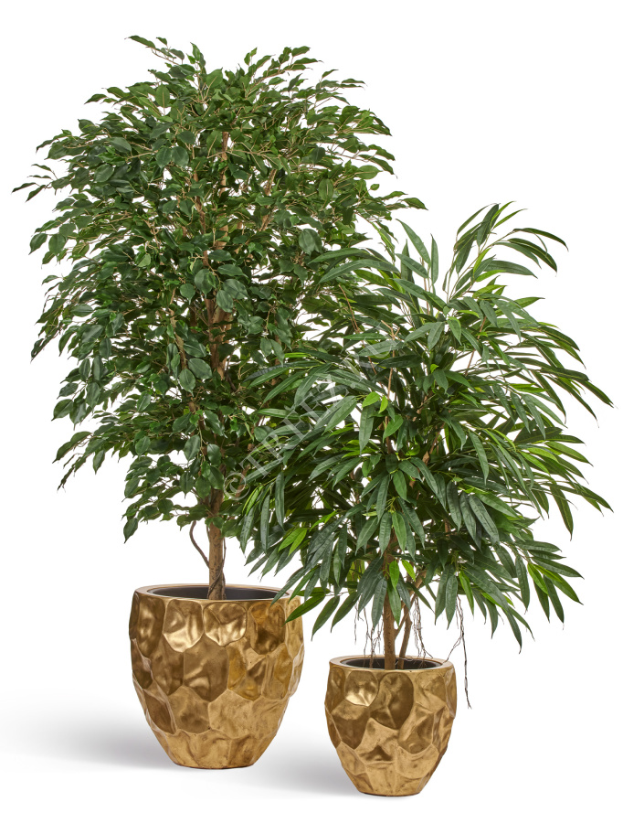 Сет № 38 - Фикус и Лонгифолия в кашпо Treez Effectory Metal Design Crumple Сусальное золото фото