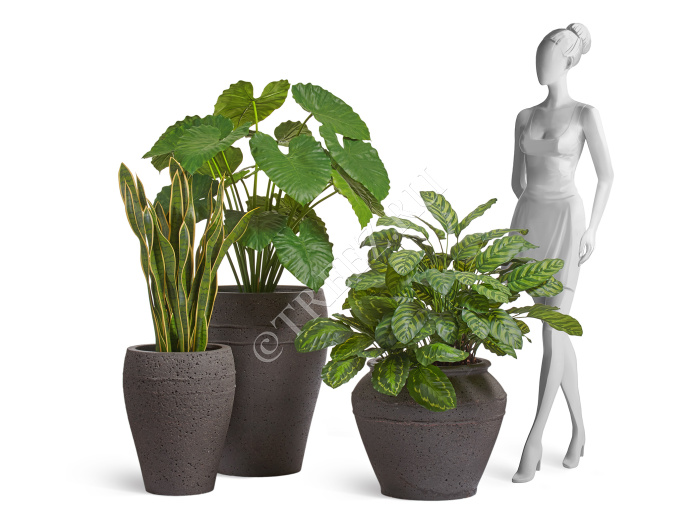 Сет № 63 - Композиция с Алоказией и Калатеей в кашпо Treez Ergo Nero фото