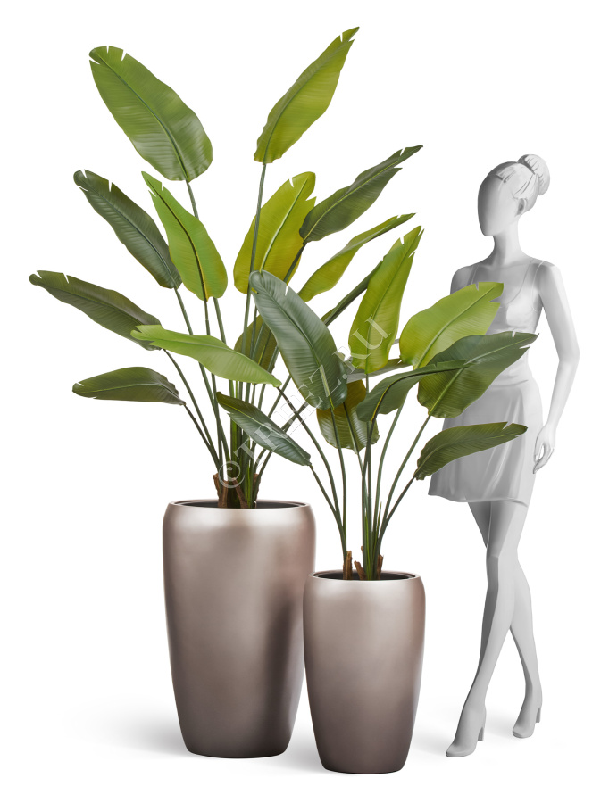 Сет № 102 - Композиция со стрелициями в матовых кашпо Treez Effectory Metal фото