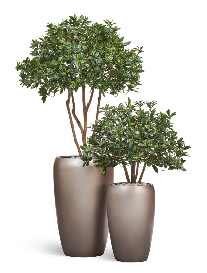 Сет № 104 - Композиция с бересклетами в матовых кашпо Treez Effectory Metal фото