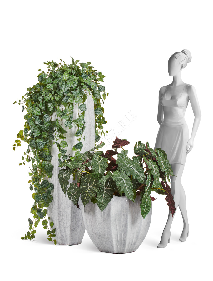 Сет № 119 - Композиция со сциндапсусами в кашпо Treez Effectory Aura фото