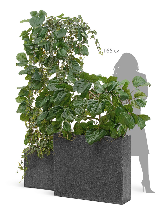 Сет № 134 - Композиция с тетрастигмой и плющом в кашпо Treez Effectory Stone фото