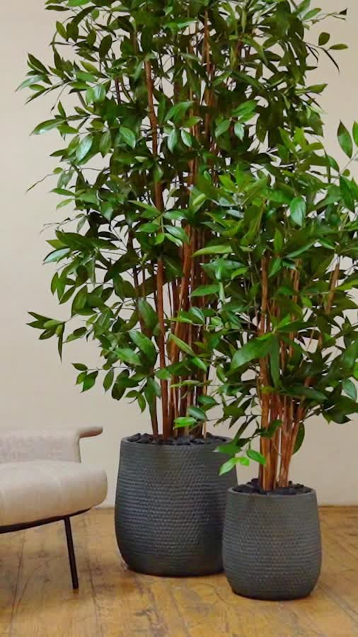 Драцена Саркула Спотти фото