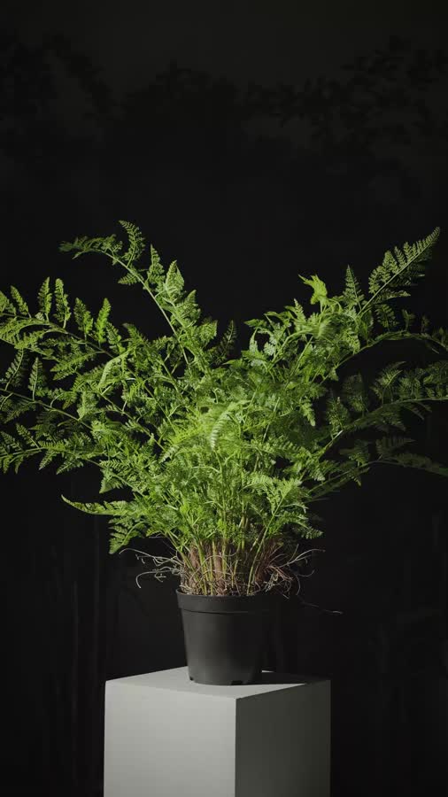 Папоротник Аспарагус куст нежно-зелёный в кашпо фото