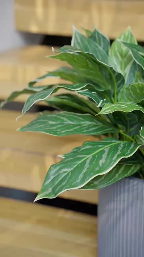 Аглаонема Страйпс куст бело-зелёный фото