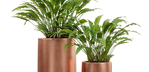 Где купить: 7 кашпо для ваших любимых растений